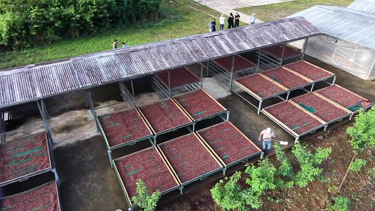 Aerial of raised beds drying cacao beans in a forest clearing, farmers tending them