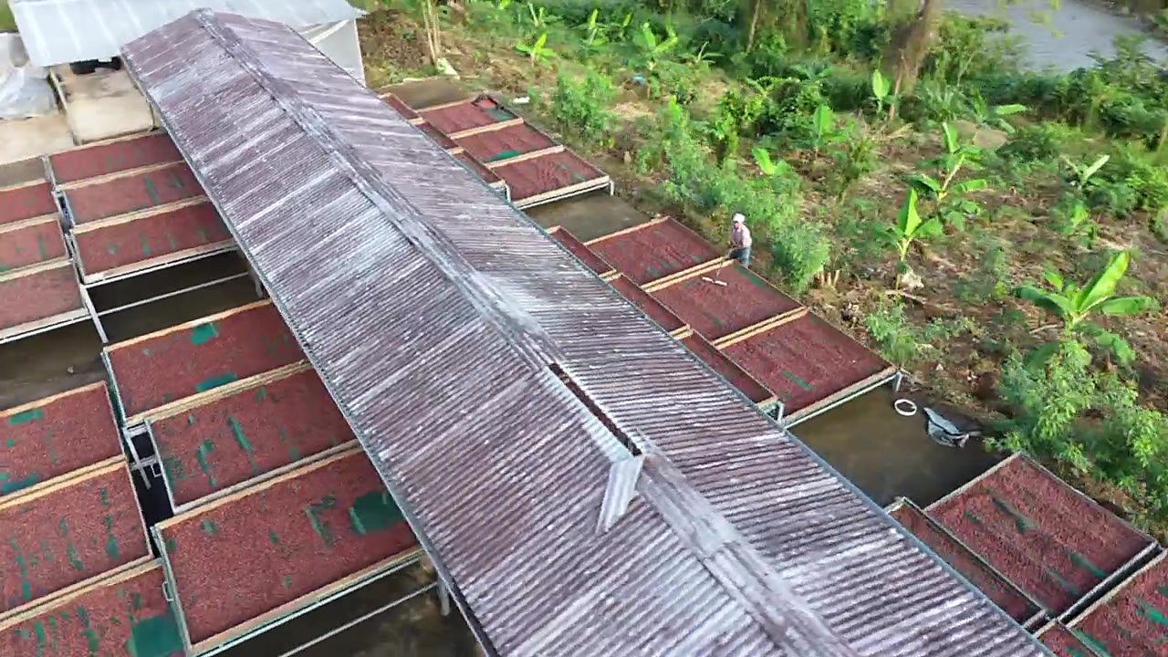 Raised drying beds of cacao beside the jungle, a farmer raking the beans